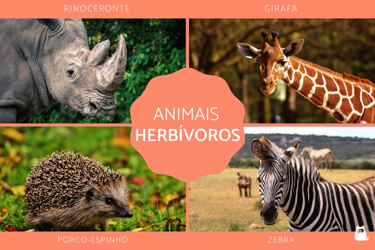 exemplos de herbívoros