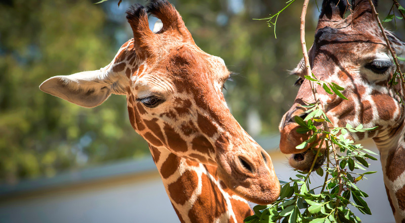 classificação de animais por alimentação