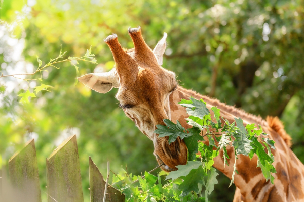 classificação de animais por alimentação