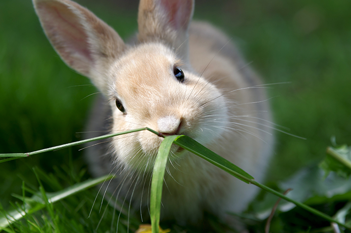 animais que comem plantas