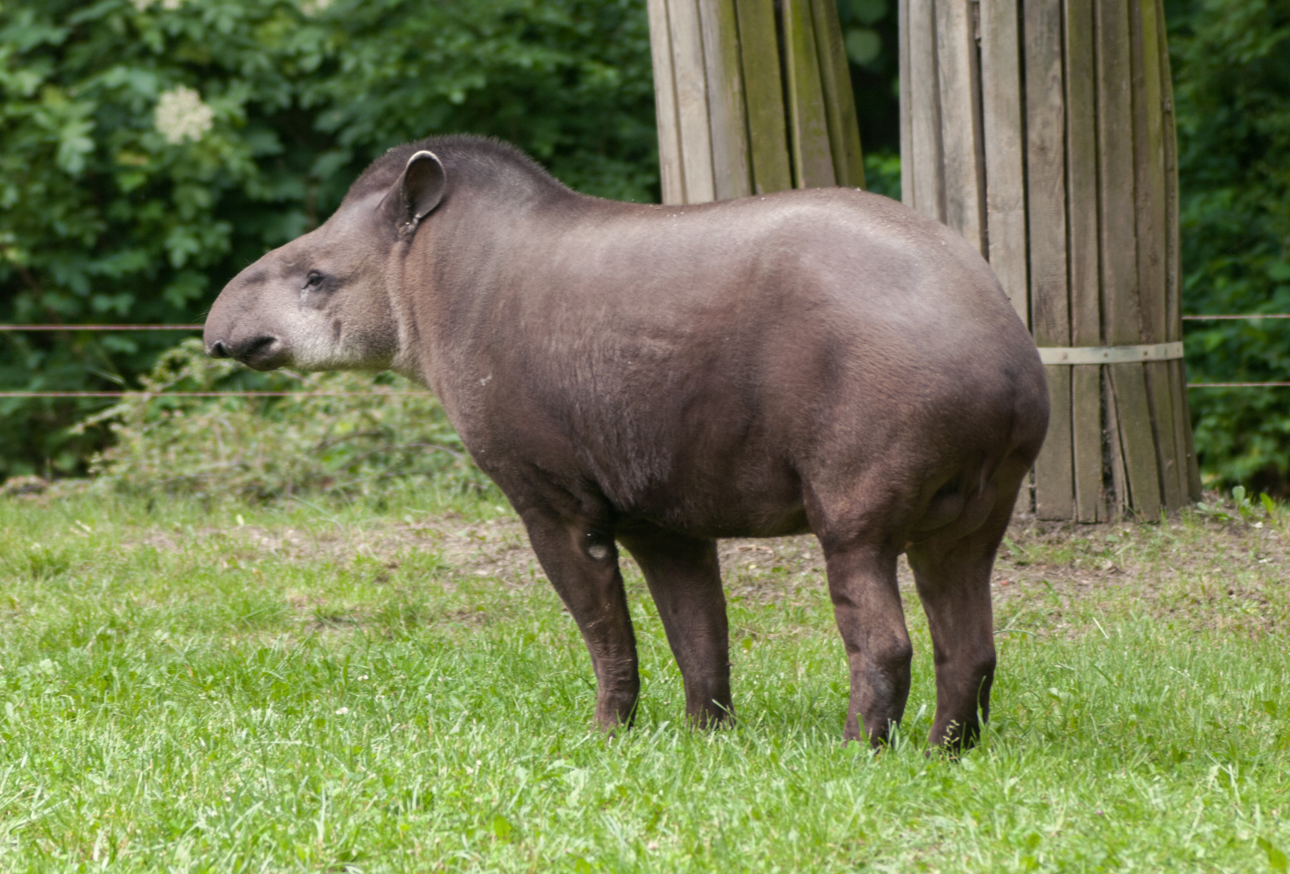 dieta de animais herbívoros