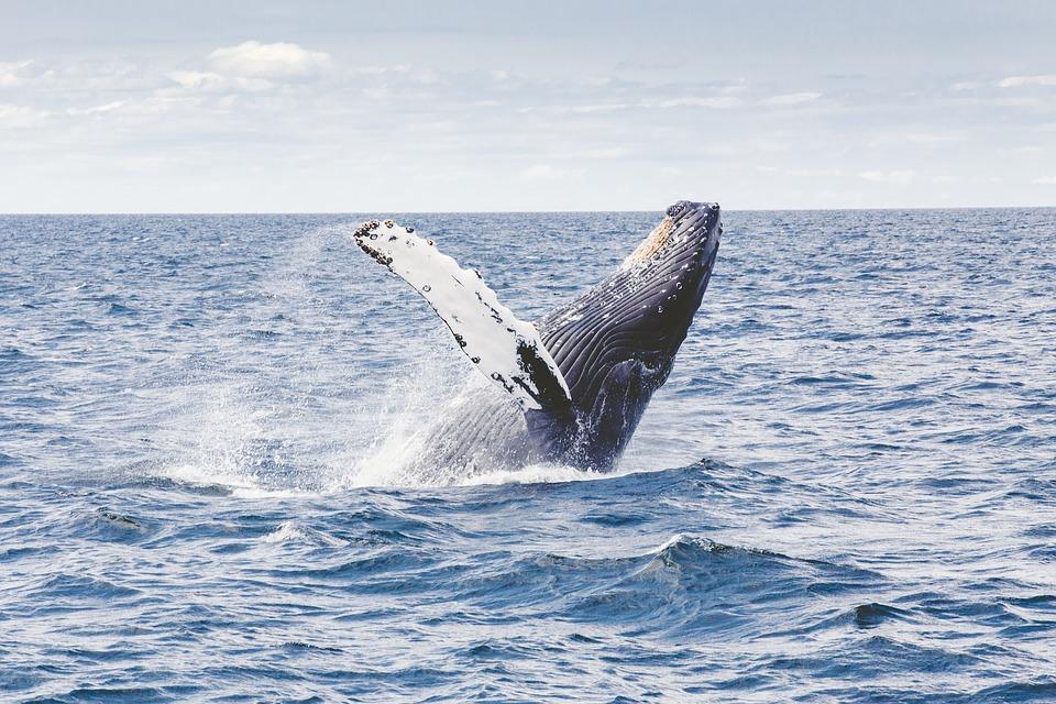 maiores animais do planeta