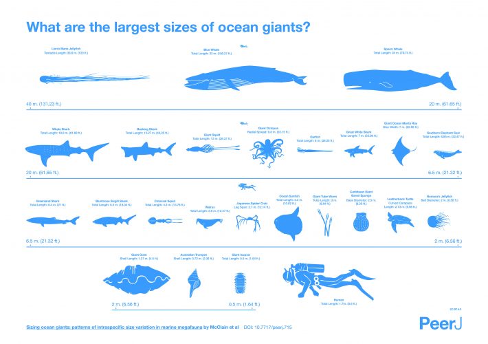 animais gigantes