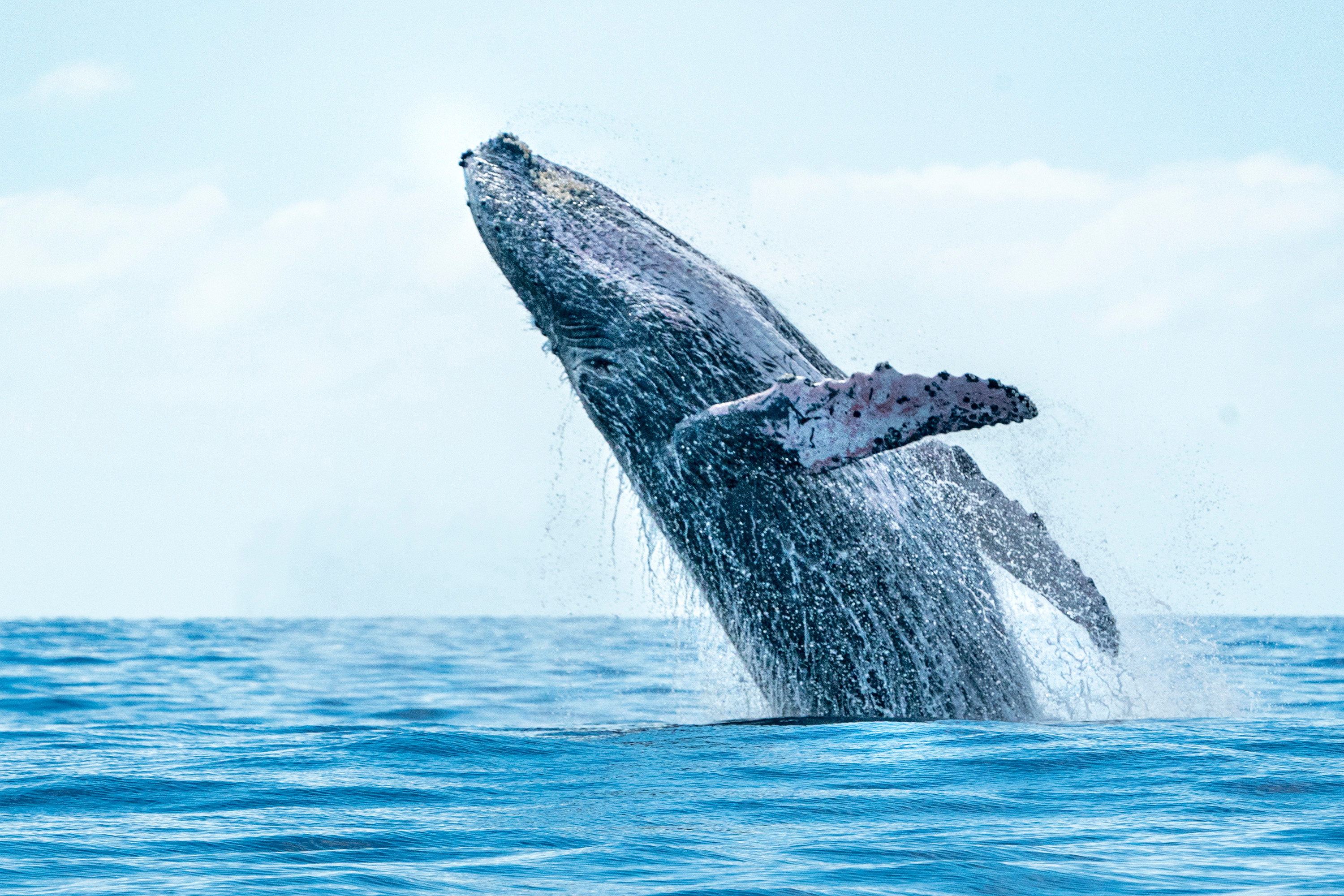 maiores animais marinhos