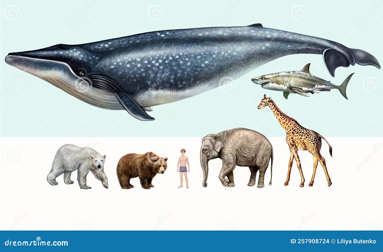 recordes do reino animal