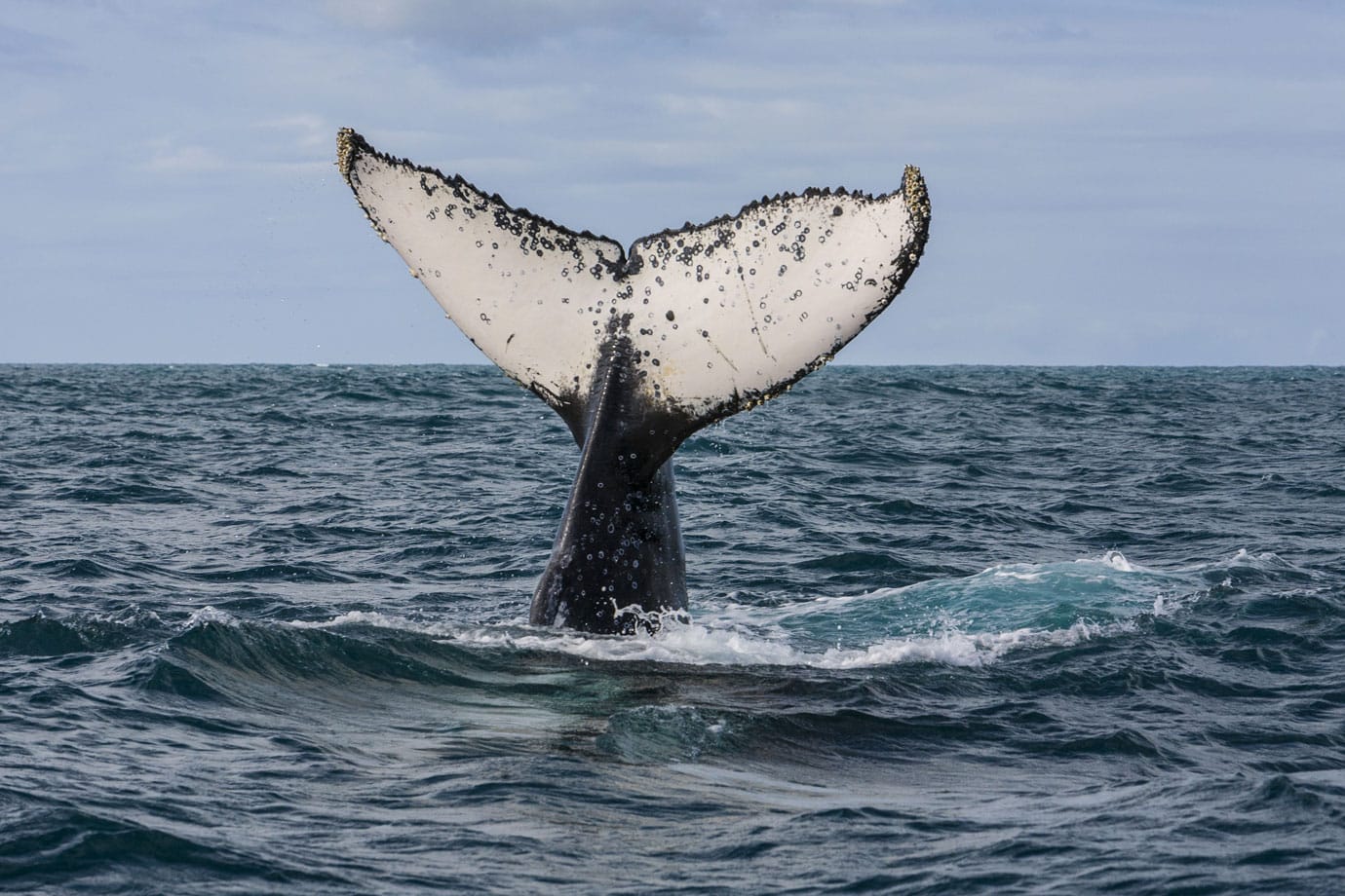 baleia azul tamanho