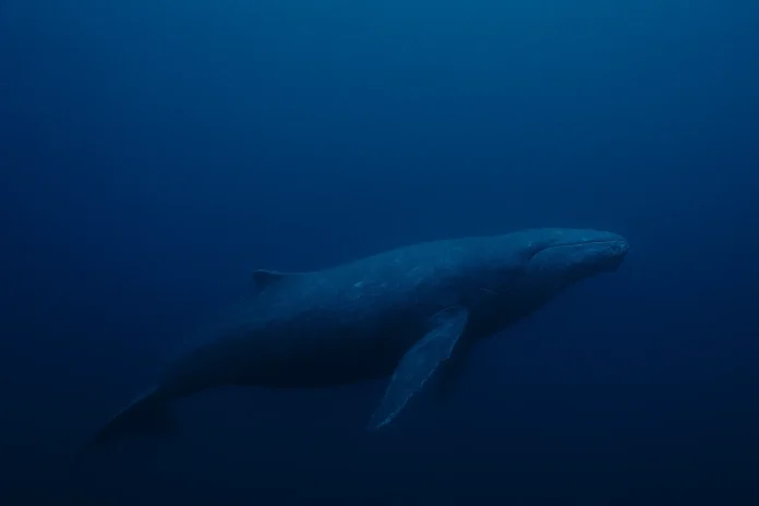 A ciência por trás da frequência de 52 hertz em baleias