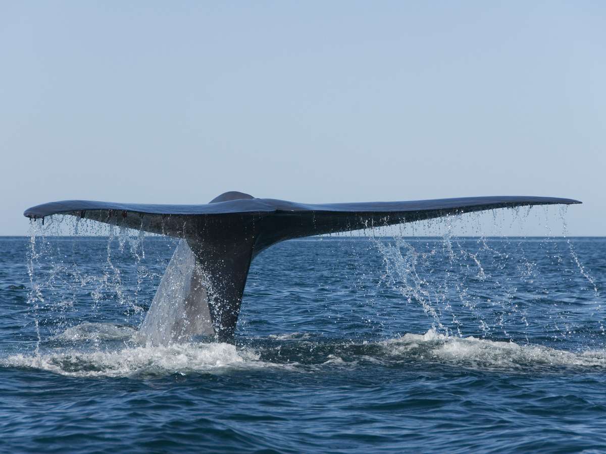 O que sabemos sobre as rotas migratórias da baleia de 52 Hz