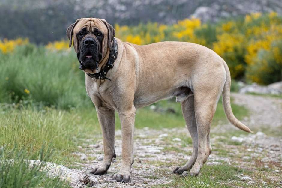 Dogue Alemão vs. Irish Wolfhound: Qual o Mais Alto?