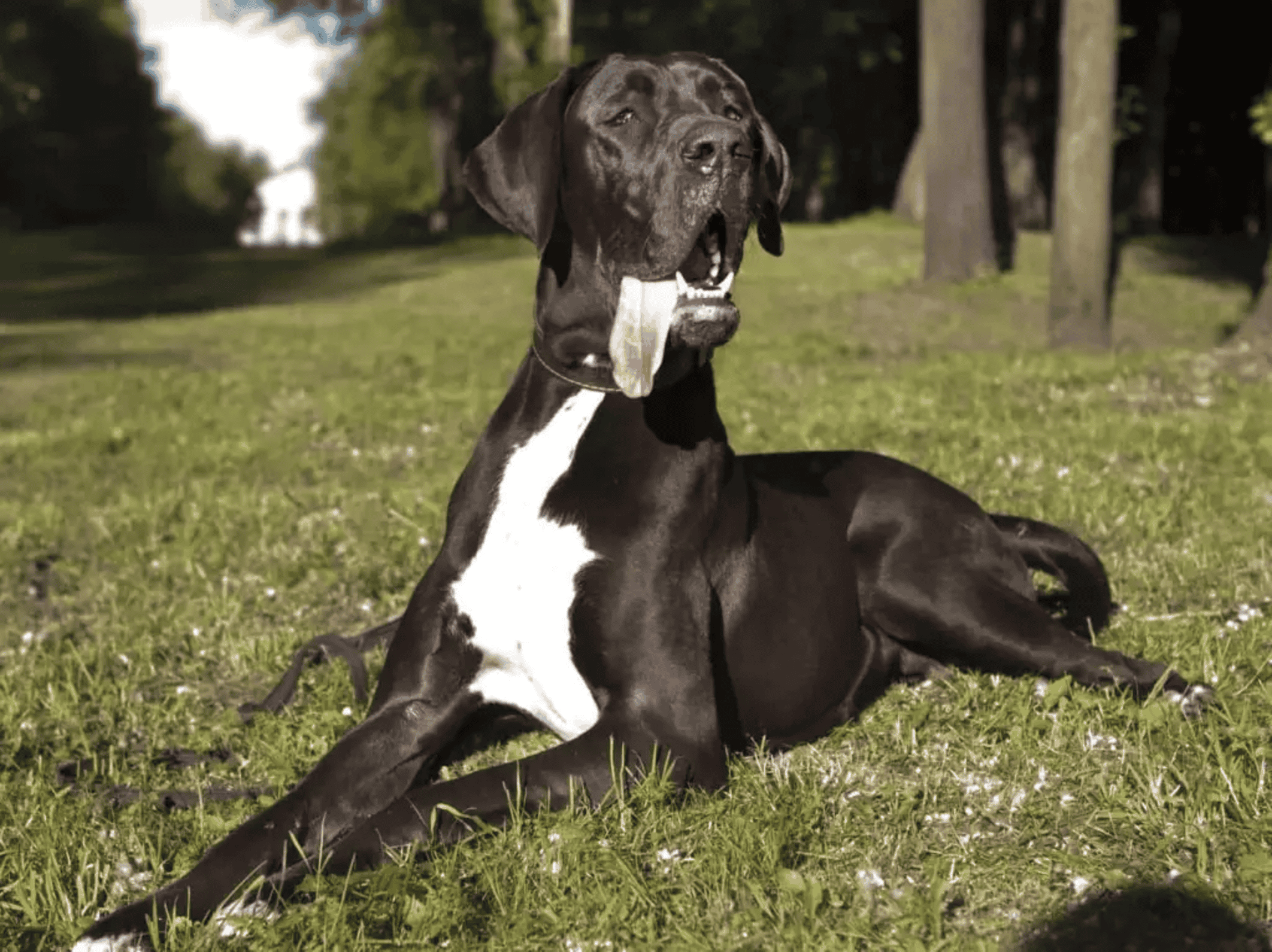 a maior raça de cachorro do mundo