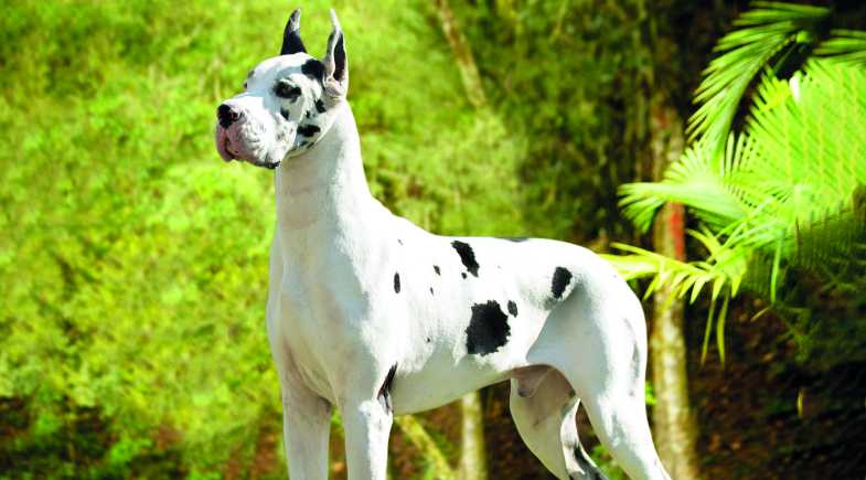 Custo de Manutenção de Cães de Grande Porte: O Que Você Precisa Saber