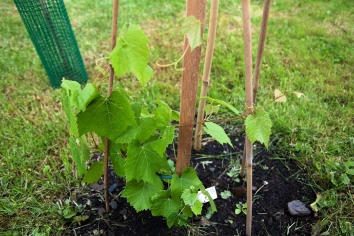 melhores épocas para podar uvas em casa
