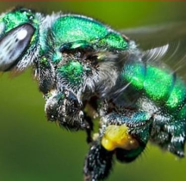 1. Abelha Verde: Conheça a Fascinante Abelha-das-Orquídeas
2. Euglossa: O Inseto Metálico Essencial para a Flora Brasileira
3. Abelhas Solitárias: O Comportamento Único da Abelha-das-Orquídeas
4. O Mistério do Mel Verde: A Verdade por Trás da Doçura Rara
5. Como Atrair Abelhas-das-Orquídeas para o Seu Jardim: Guia Completo