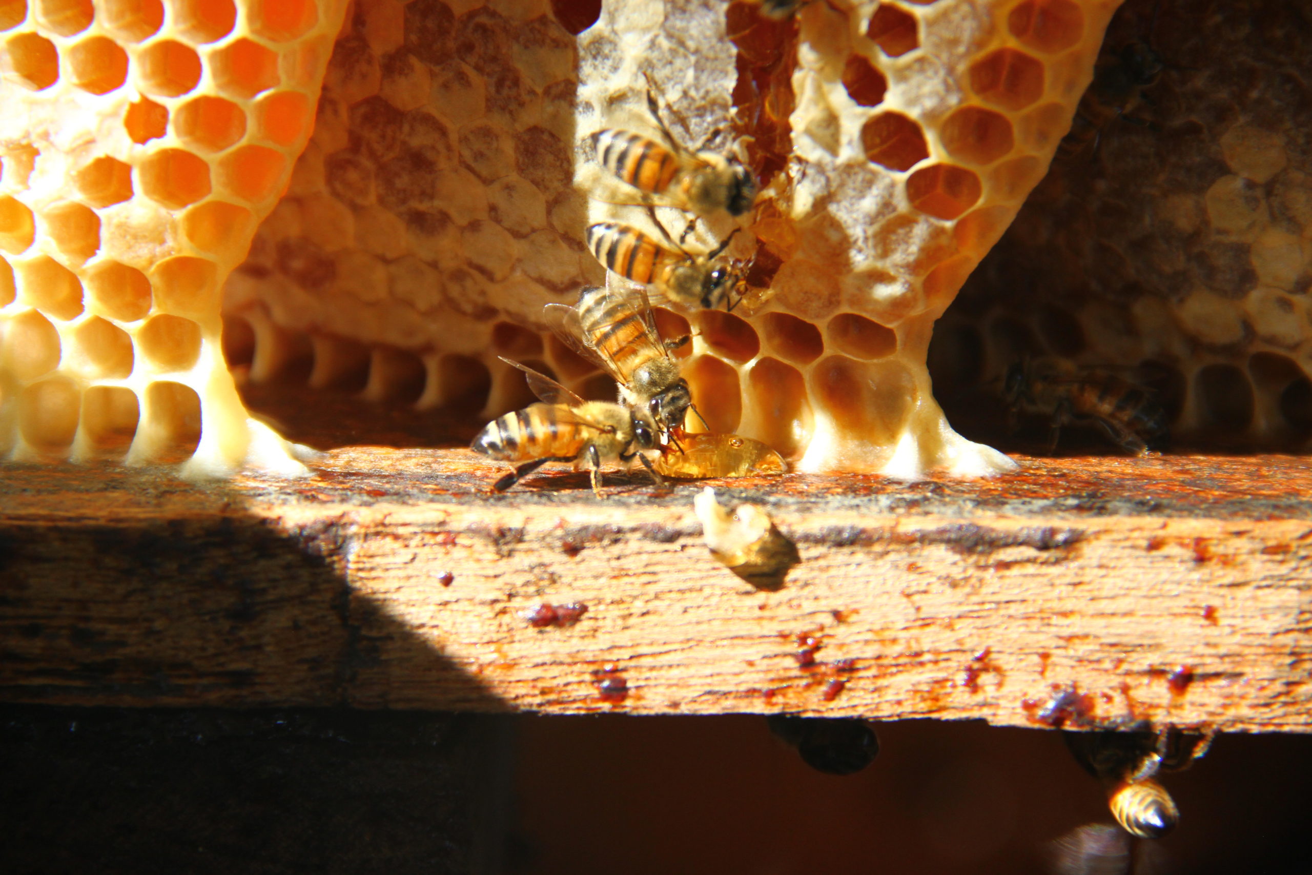 Abelhas Noturnas: Conheça as Espécies Brasileiras que Desafiam a Escuridão