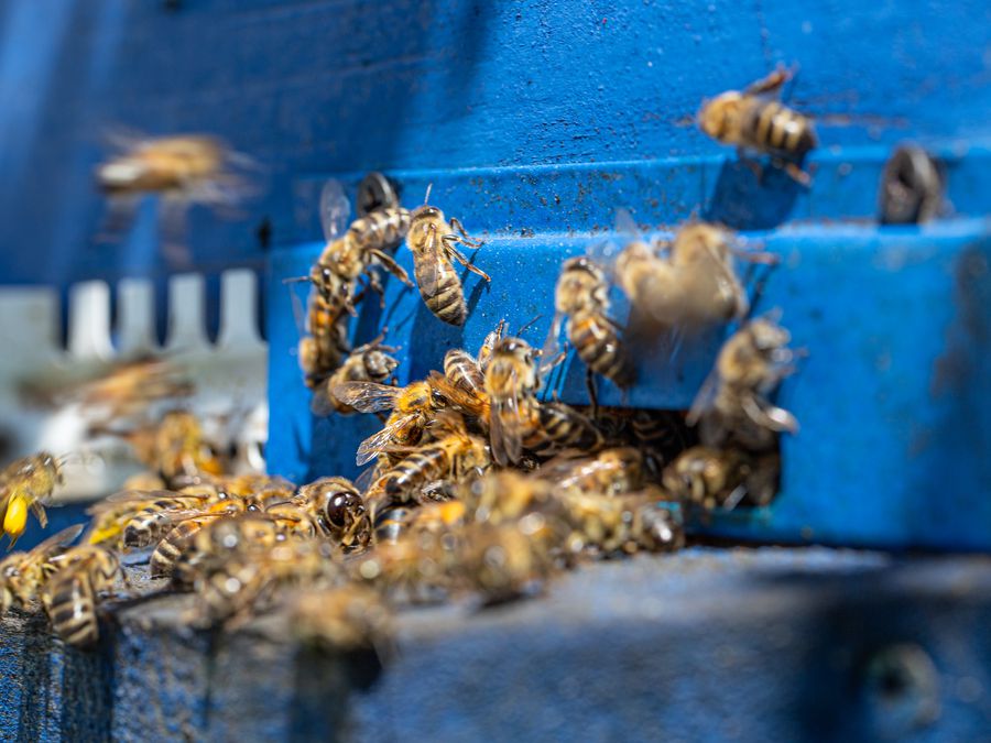 Abelhas Dormem? Entenda o Ciclo de Descanso Desses Insetos Essenciais