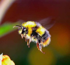Além da Apis Mellifera: Um Mundo de Abelhas com Hábitos Crepusculares