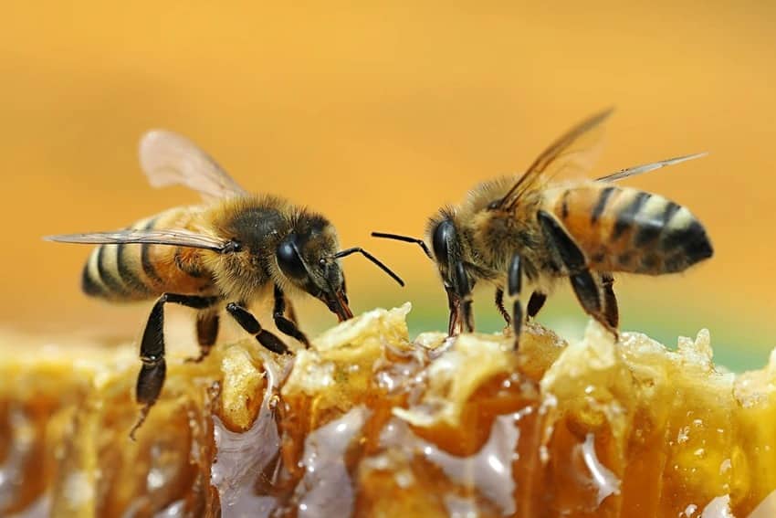 Abelhas Dormem? Entenda o Ciclo de Descanso Desses Insetos Essenciais