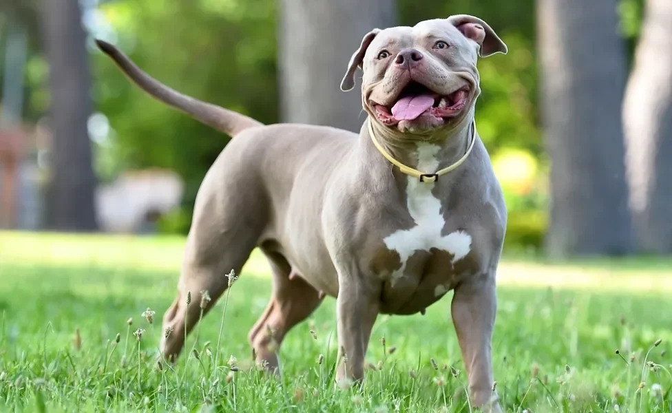 american bully xl