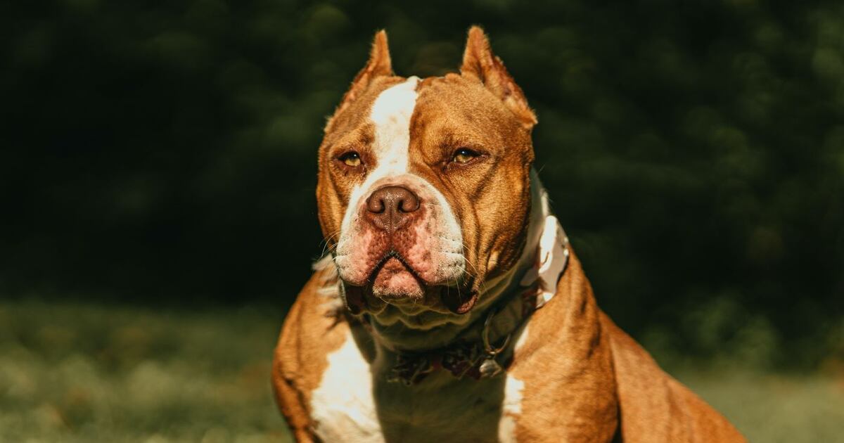 Onde Comprar um American Bully XL: Preços e Dicas de Canis