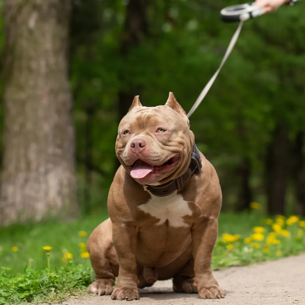 Alimentação e Treinamento para American Bully XL: Um Guia Prático