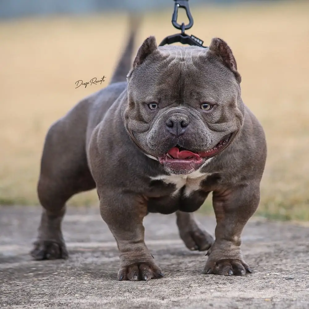 american bully xl