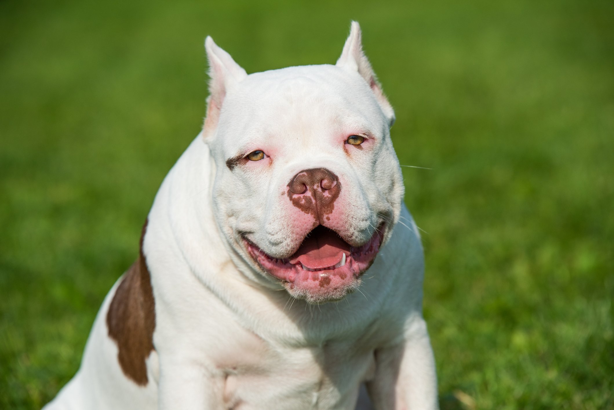 Guia Completo: Como Cuidar de um American Bully XL