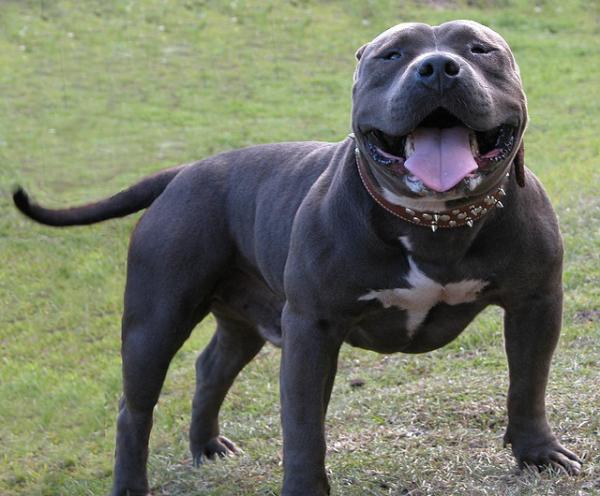 American Bully XL: Temperamento, Saúde e Cuidados Essenciais