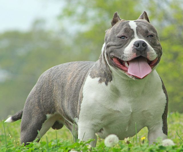 Onde Comprar um American Bully XL: Preços e Dicas de Canis