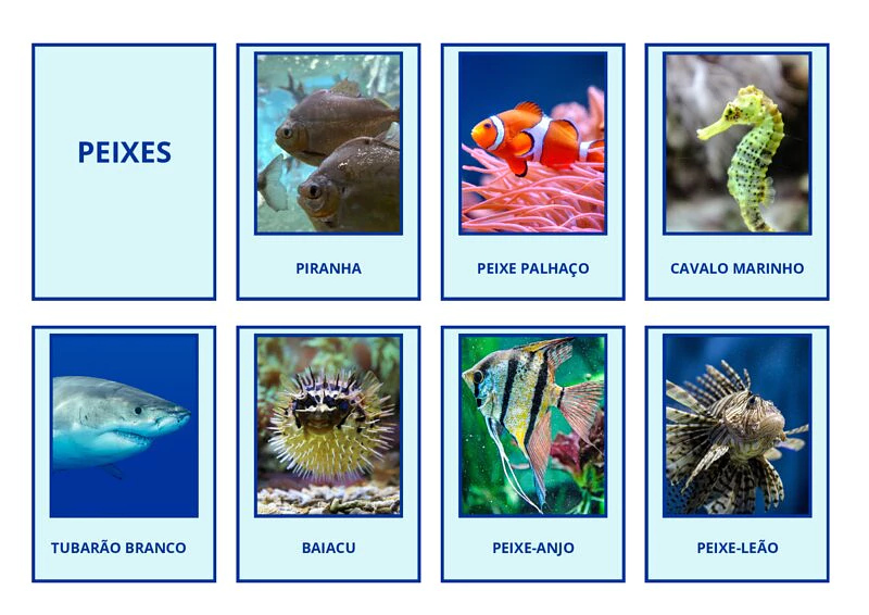 animais aquáticos marinhos