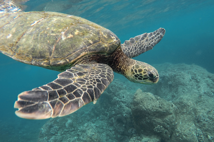 classificação dos animais aquáticos