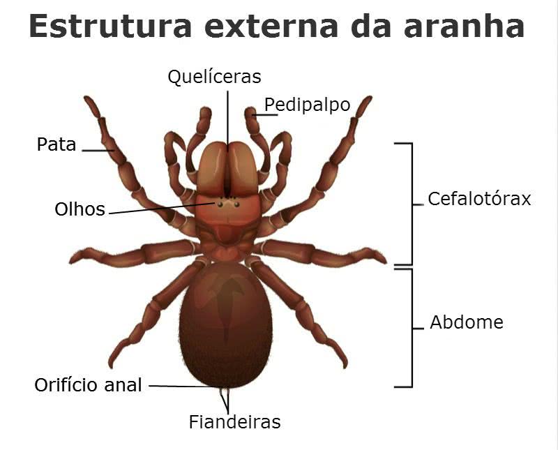 características dos aracnídeos