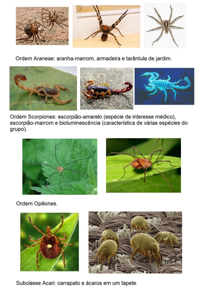 diferença entre insetos e aracnídeos