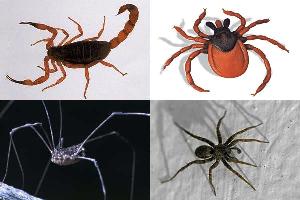 tipos de aracnídeos