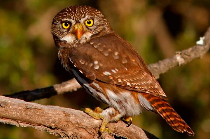 animais que foram extintos no Brasil