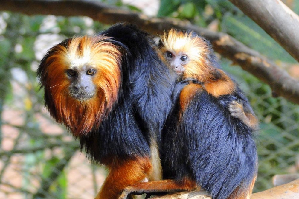 causas da extinção de animais brasileiros