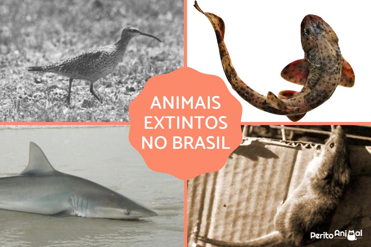 animais extintos na Mata Atlântica