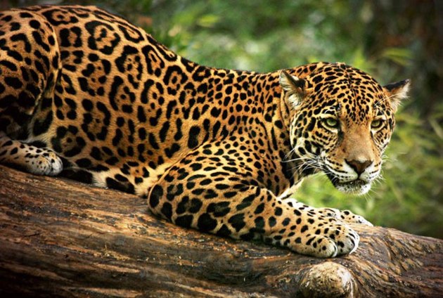 animais em extinção no Brasil