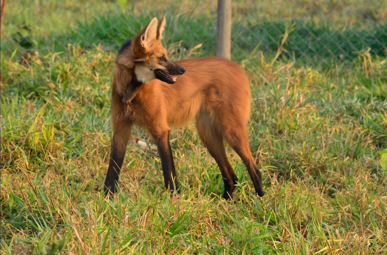 lista de animais ameaçados de extinção
