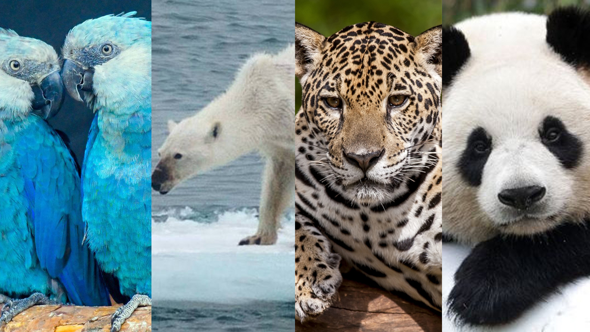 causas da extinção de animais