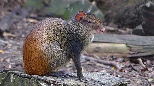 animais que vivem na caatinga