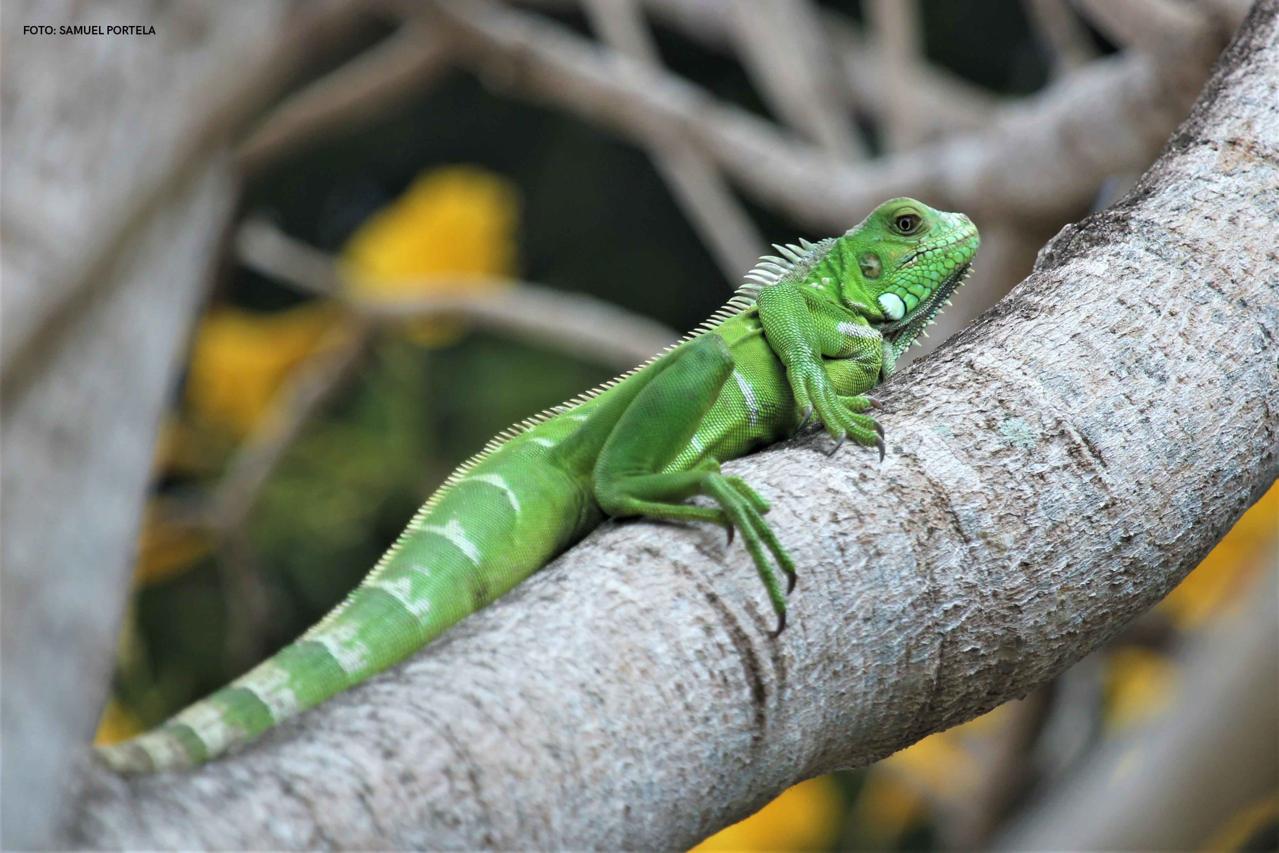 fauna do sertão nordestino