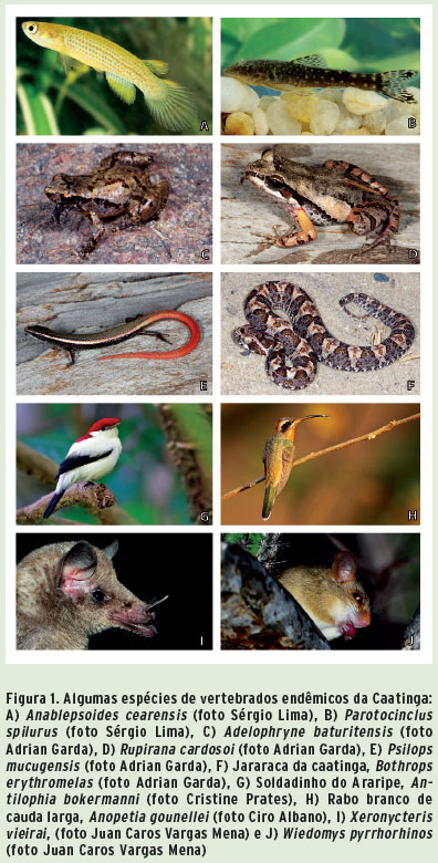 espécies endêmicas do bioma caatinga