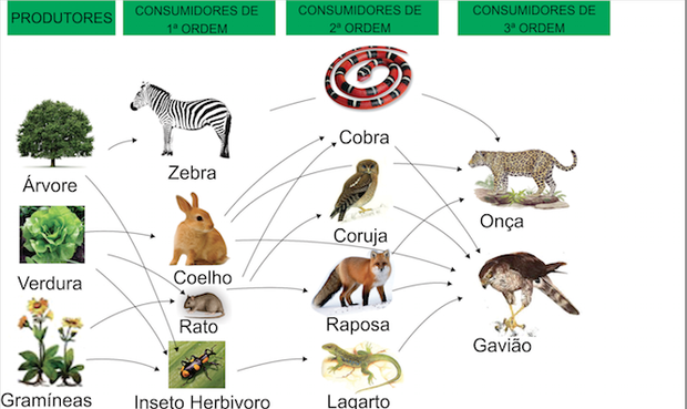 tipos de animais na cadeia alimentar