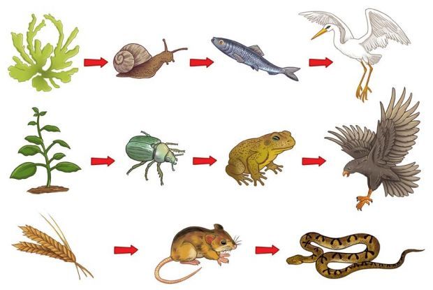 classificação de animais na cadeia alimentar