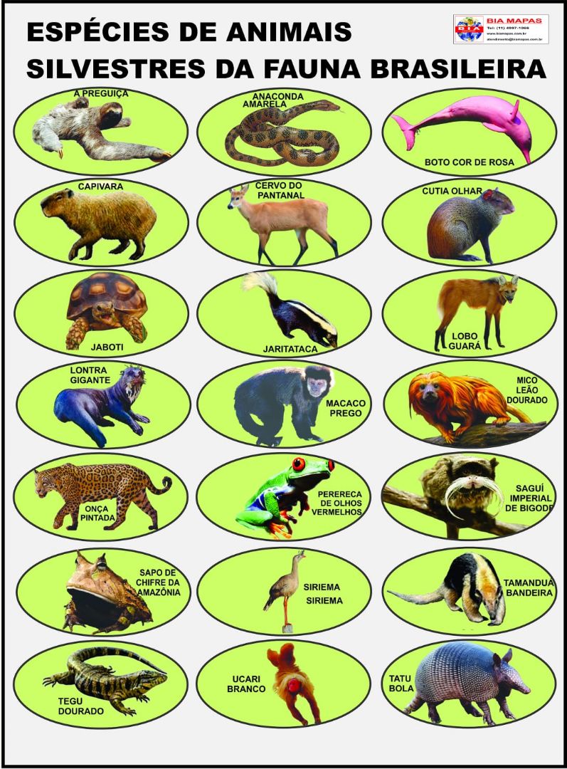 maiores animais da amazônia