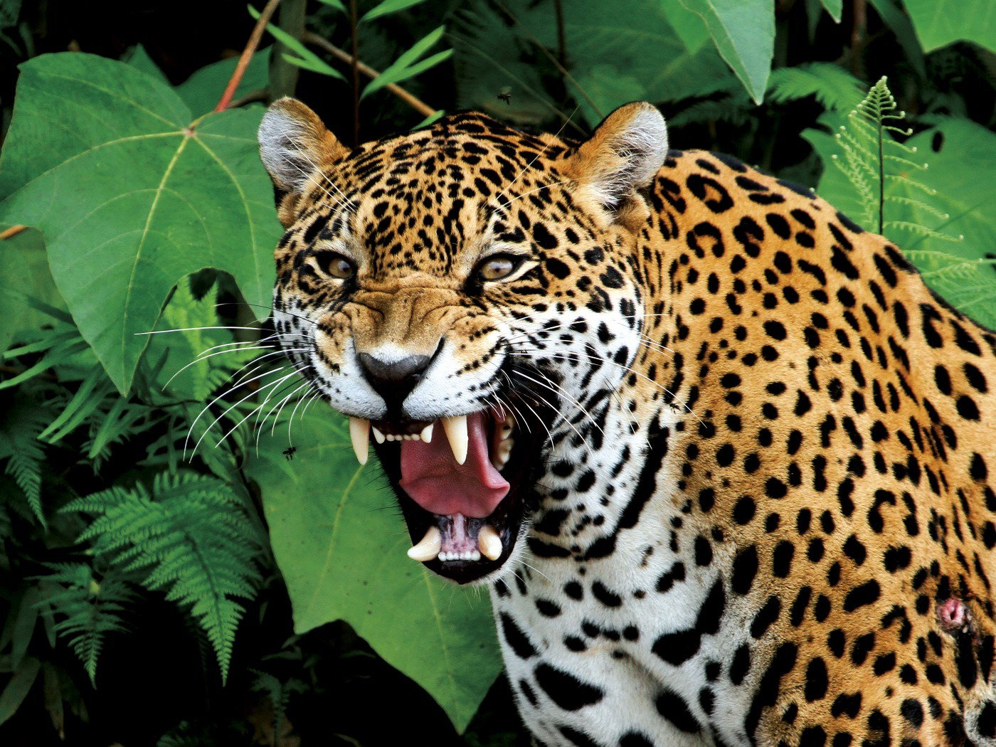 animais típicos da fauna brasileira