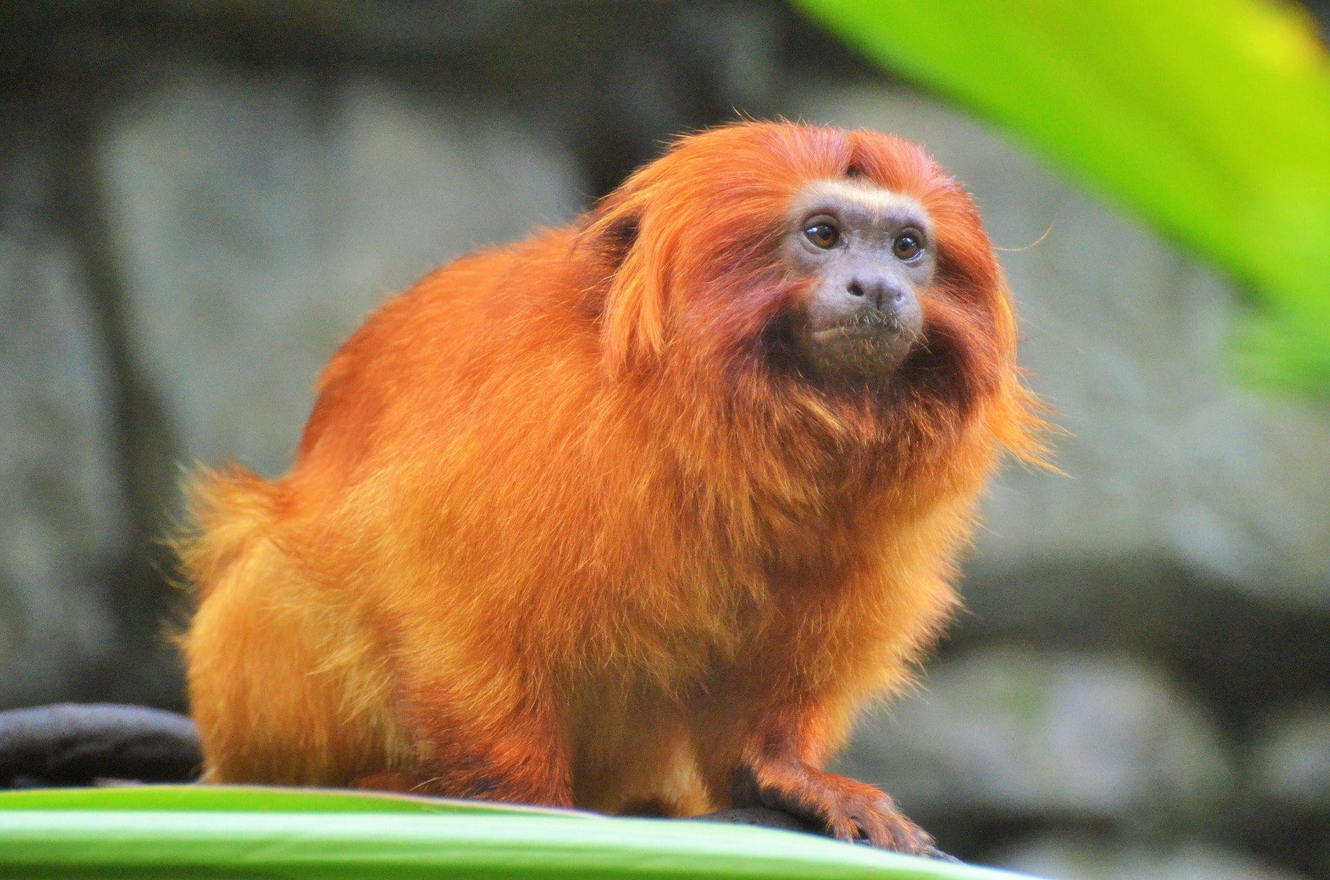 animais brasileiros em extinção