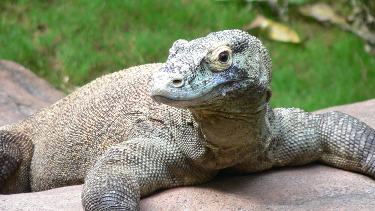 Os Maiores Predadores dos Mares Pré-Históricos