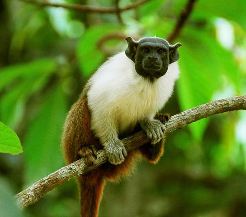 animais exoticos fofos