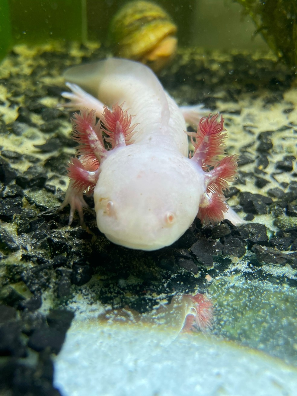 Guia Completo: Como Cuidar de um Ouriço-Pigmeu-Africano em Casa